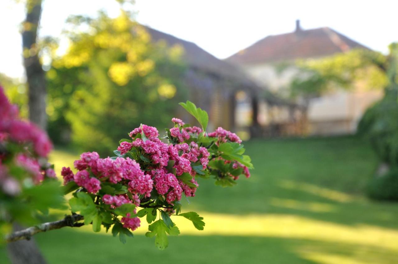 Guesthouse Djuric Negotin Zewnętrze zdjęcie
